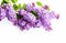 AI generative. Spring flowers. Lilac flowers on white