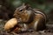 Ai Generative Squirrel eating a hamburger in the forest. Close-up