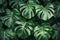 Ai generative. Tropical soft green monstera leaves background