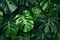 Ai generative. Tropical soft green monstera leaves background