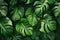 Ai generative. Tropical soft green monstera leaves background