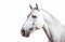 Ai generative. White horse on white