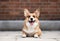 AI illustration of an adorable corgi sitting on a textured carpeted floor.