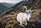 AI illustration of an adorable goat stands atop a grassy hill.