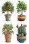 AI illustration. Collection of indoor plants, citrus, ficus and other in ceramic pots, on white background