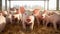 AI illustration of group of pigs standing in a barn comprised of hay bales beneath a rural building