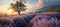 AI illustration of A picturesque sunset overlooking a sprawling expanse of lavender.
