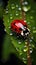 AI illustration of a red ladybug perched on top of a green leaf