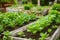 AI image of community kitchen garden. Raised garden beds with plants in vegetable community garden. Lessons of gardening for kids