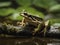 AI Images - Frog Wildlife Photography