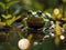 AI Images - Frog Wildlife Photography