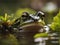 AI Images - Frog Wildlife Photography