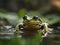 AI Images - Frog Wildlife Photography