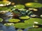 AI Images - Frog Wildlife Photography