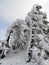 Ai-Petri, Crimea. Snow covered tree.