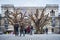 Ai Wei Wei\'s Tree at the Royal Academy of Arts