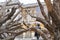 Ai Wei Wei\'s Tree at the Royal Academy of Arts