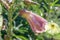 Aibika Abelmoschus manihot, budding flower