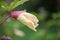 Aibika Abelmoschus manihot, budding yellow flower