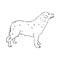 aidi dog, vector sketch outline pencil drawing artwork, black character on white background