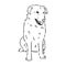 aidi dog, vector sketch outline pencil drawing artwork, black character on white background