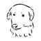 aidi dog, vector sketch outline pencil drawing artwork, black character on white background