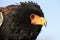 AIGLE  BATELEUR terathopius ecaudatus