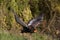 AIGLE  BATELEUR terathopius ecaudatus