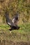 AIGLE  BATELEUR terathopius ecaudatus