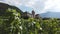 Aigle Castle and Terraced vineyards