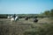 Aigues-Mortes, Camargue, Southern France, September 19, 2018. The Camargue Cowboys, riding on beautiful Camargue white horses