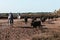 Aigues-Mortes, Camargue, Southern France, September 19, 2018. The Camargue Cowboys, riding on beautiful Camargue white horses