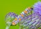 Ailanthus Webworm