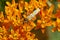 Ailanthus webworm, Atteva aurea