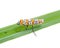 Ailanthus webworm Atteva aurea ermine moth on grass blade isolated