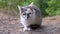 Ailing Homeless Tricolor Cat Sitting on Dry Grass in the Woods in Nature