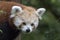 Ailurus fulgens, red panda bear posing full face