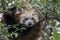 Ailurus fulgens, red panda bear posing full face