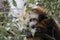 Ailurus fulgens, red panda bear posing full face