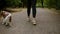 Aimed footage of a red and white spaniel walking in the park with his female owner. Woman in casual clothes and sneakers