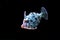 Aiptasia Eating Filefish -  Acreichthys tomentosus