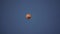 Air balloon with stripes glides in clear sky bottom view