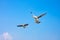 Air break (Funny looking Seagulls\'s expression)