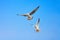 Air break, funny looking Seagulls\'s expression during snatching food