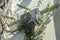 an air conditioner condenser overgrown with thorny vines around it.