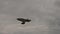 Air eagle flying in sky in the gloomy sky before a thunderstorm