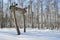 Air Evenk burial of the late 19th century in Taltsy. Irkutsk region, Russia