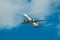 Air Fiji Boeing 737-800 in flight