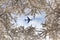 Air plane over the cherry blossom trees