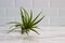 Air plant (houseplant) on marble countertop, white tile in background